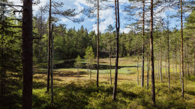 Skog i Noux nationalpark.