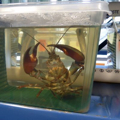 Rapu laboratorion säiliössä.