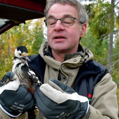 Valkoselkätikkanaaras Kimmo Martiskaisen käsissä