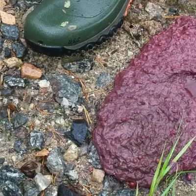 Puolukan värjäämä karhun uloste