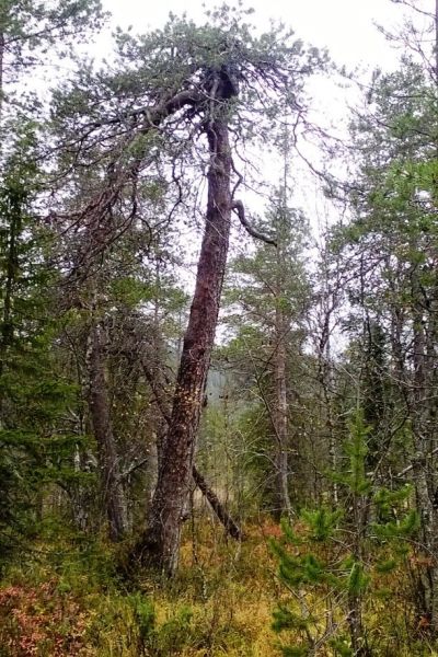Share 27 kuva suomen vanhin puu