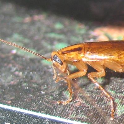 Tysk kackerlacka (Blattella germanica).