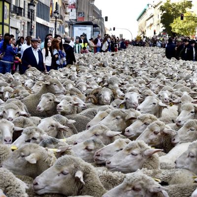 Paimenet saattavat parintuhannen lampaan laumaa pitkin Madridin katuja 25. lokakuuta osana tapahtumaa, jolla muistetaan paimenten muinaisia reittejä talvilaitumilta kesälaitumille.