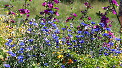 En färggrann blomsteräng.