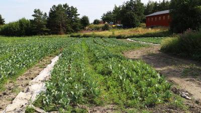 En bit av en odling.