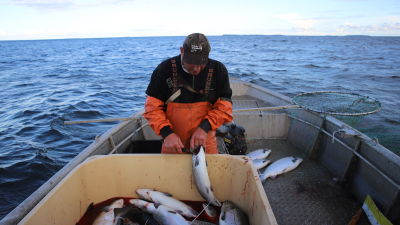 Kalastaja Miakel Lindholm lohisaaliinsa kanssa.