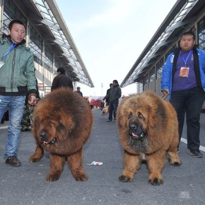 Tiibetin Mastiffeja.