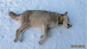 Den här alfahonan sköts i Pöytis 2012. Vargen som sköts i januari 2012 var en alfahona.
