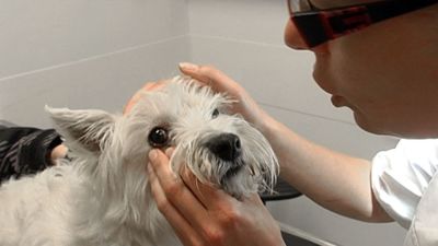 En hund undersöks av en veterinär.