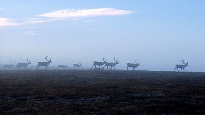 renar springer på fjället