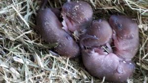 Niin pieniä poikasia, että kuvaakin piti pienentää Vaivaishiiren poikasia