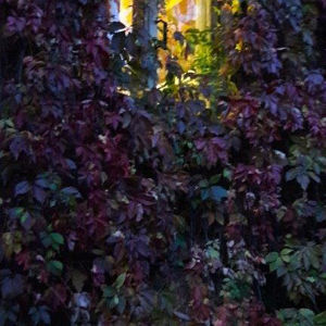 Syksyinen villiviiniköynnös talon seinässä jossa kaksi ikkunaa