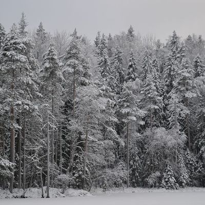 Lumista metsää Hämeenlinnassa Evolla.