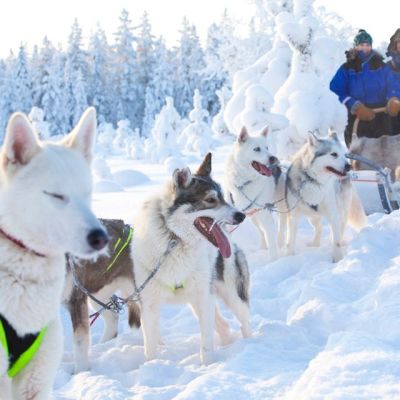 Koiria vetämässä koiravaljakkoa lumisessa maisemassa.
