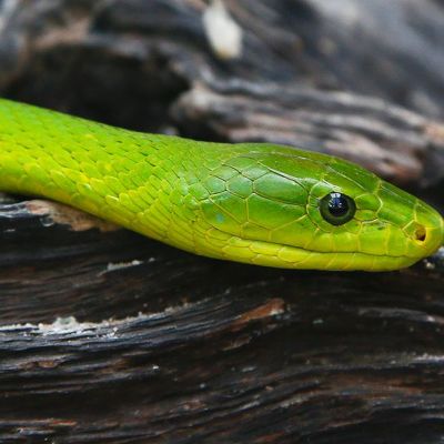 Vihreä mamba on puissa elävä tappavan myrkyllinen käärme.