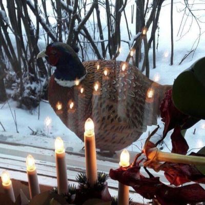 Pornaisissa liikuskelee tuttavallinen fasaani.