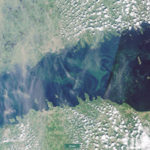En satellitbild av Finska viken som visar gröna virvlar av blågröna alger i västra delen, medan den östra delen är friare från alger.