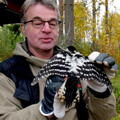 Valkoselkätikka esittelee selkäänsä Kimmo Martiskaisen pidellessä.