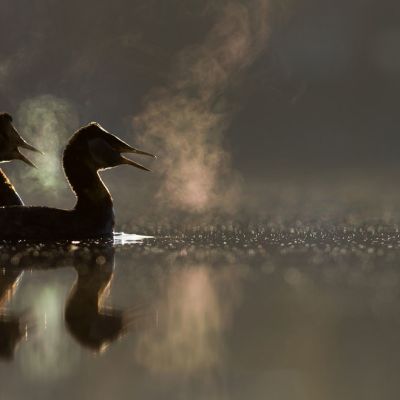 ”Soidinhuuto” - härkälinnut tyynellä vedenpinnalla