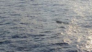 Vildsvin i björnakläder. Bild från observationen. Bild på havet och ett simmande djur, djuret syns knappt.