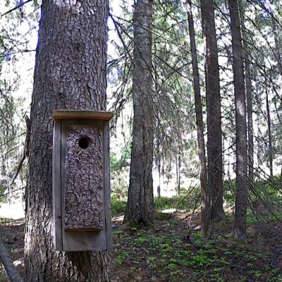 Liito-oravan pönttö kuusen kyljessä