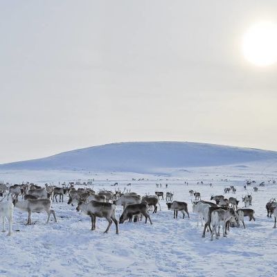 Poroja Käsivarren keväthangella