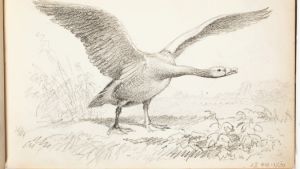 Ferdinand von Wright, skiss av en svan. (1857–1875) Ferdinand von Wright, skiss av en svan. (1857–1875)