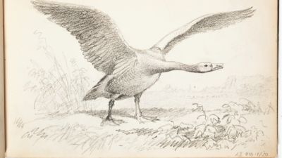 Ferdinand von Wright, skiss av en svan. (1857–1875)