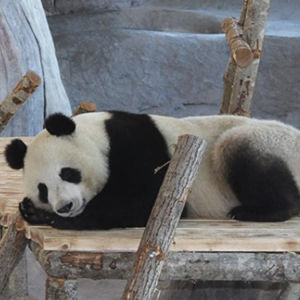 Pandan Lumi sover i Etseri.