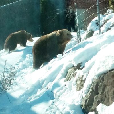 Korkeasaaren karhut ovat heränneet talviuniltaan.