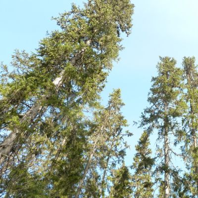 Kuusimetsää