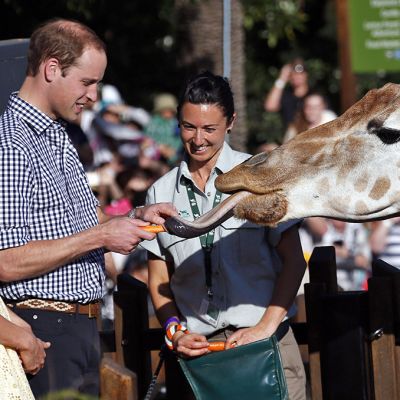 William ja Kate ihastelevat kirahvia.