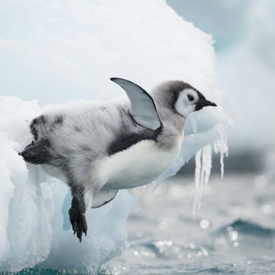 Harmaa, mustapäinen ja valkovatsainen pingviiniuntuvikko pudottautumassaa jäältä mereen. Kaksi muuta katselee jäältä.