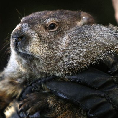 Lähikuva murmelista miehen hansikoiduissa käsissä.