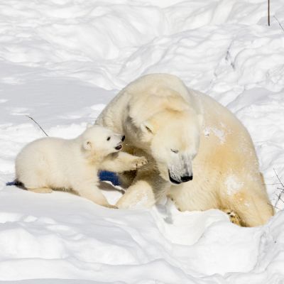 Jääkarhunpentu Sisu Venus-emon kanssa.