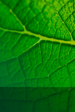 Abimix grafik för studentexamensproven i biologi