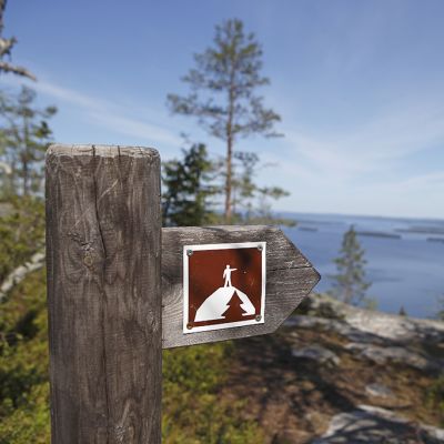 Kolin kansallispuistossa keväisenä päivänä.