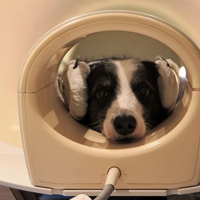 Koira, jolla on kuulokkeet, makaa magneettikuvausputkessa. 