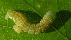 Parasitstekeln Citesia autumnatae tar sig ut ur en höstmätarlarv.
