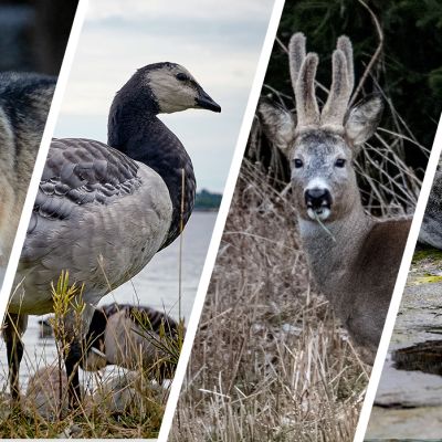 Susi, valkoposkihanhi, metsäkauris ja harmaahylje