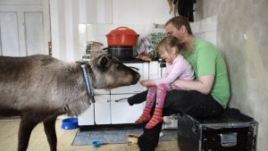 Liten flicka sitter i sin pappas knä i köket och matar en tam ren med knäckebröd.