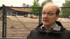 Bernt Nordman, verksamhetsledare på Natur och miljö. I bakgrunden skymtar europeisk bison. bernt nordman