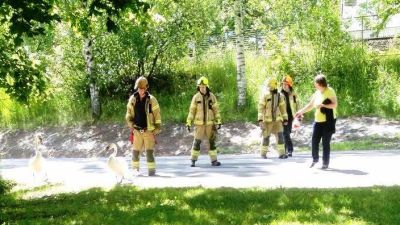 Fyra brandmän och en annan person försöker styra en svanfamilj bort från en bilväg.