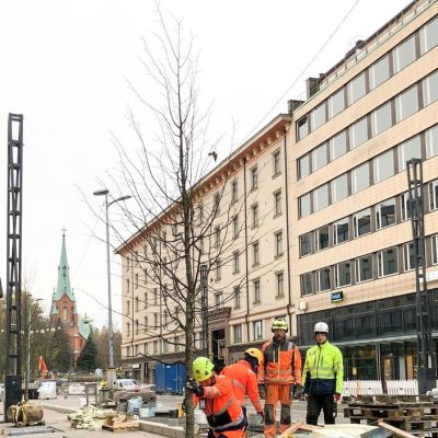 Lehmusta istutetaan