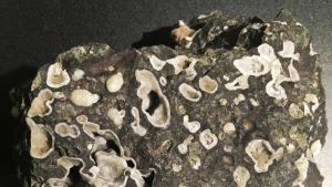 Koldioxid mineraliseras i den vulkaniska berggrunden också på naturlig väg och syns då som vita prickar i den porösa svarta basalten. Svart basaltsten med vita prickar i.
