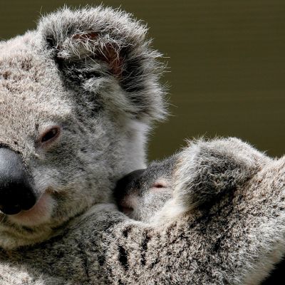 Koalaemo poikasensa kanssa eläinpuistossa Sydneyssa.