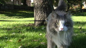 Också en innekatt rörde på sig i det soliga höstvädret. Katt på promenad i Brunnsparken i Helsingfors