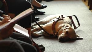 På ledarhundar råder det inte brist. Däremot köar tio personer i huvudstadsregionen efter en assistenthund. Ledarhund ligger och vilar.