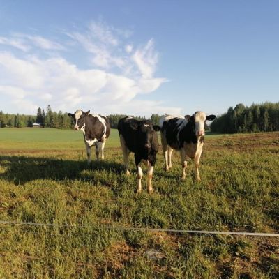 Karanneet hiehot ovat ruskea- ja mustavalkoisia. Niitä ei pidä yrittää lähestyä.