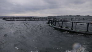 Så här ser odlingsbassängerna ut på Brändö, Åland. 60 kassar totalt har Karl-Johan Henriksson, vars företag producerar 2,5 miljoner kilo lax per år. Fiskodling på Brändö, Åland.